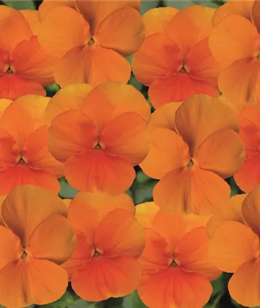 Viola x cornuta