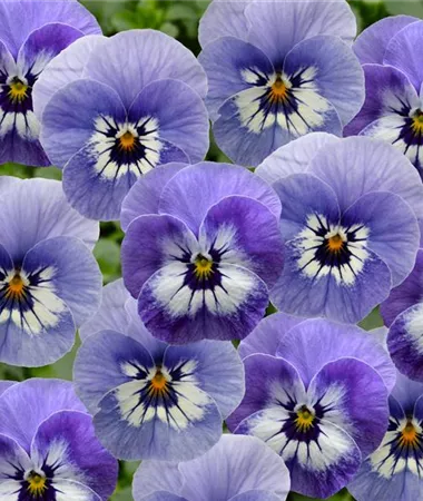 Viola x cornuta