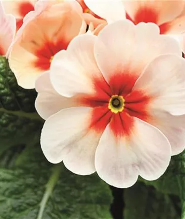 Primula vulgaris