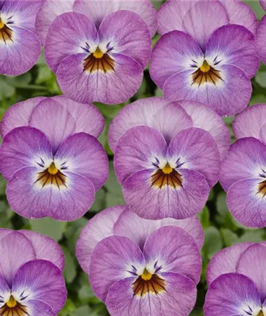 Viola x cornuta