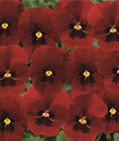 Viola x cornuta