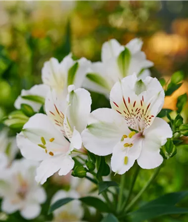 Alstroemeria x hybrida