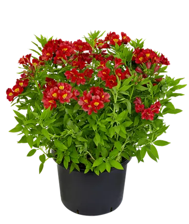 Alstroemeria x hybrida