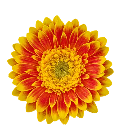 Gerbera x jamesonii