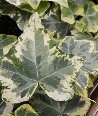 Hedera helix