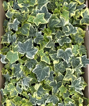 Hedera helix