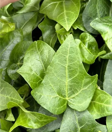 Hedera helix