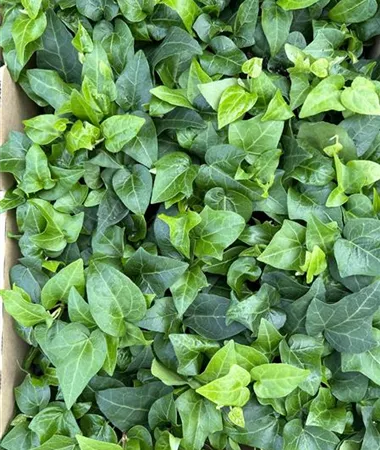 Hedera helix