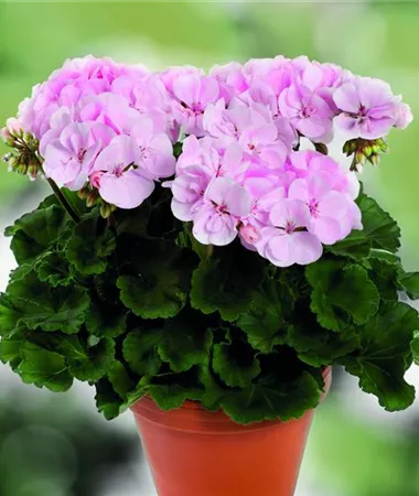 Pelargonium x zonale