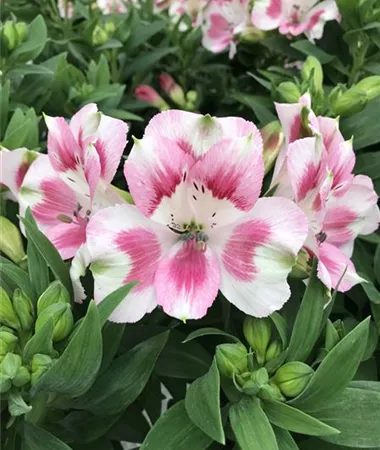 Alstroemeria x hybrida