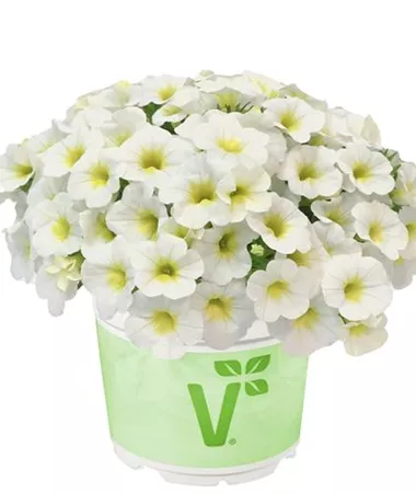 Calibrachoa cultivars