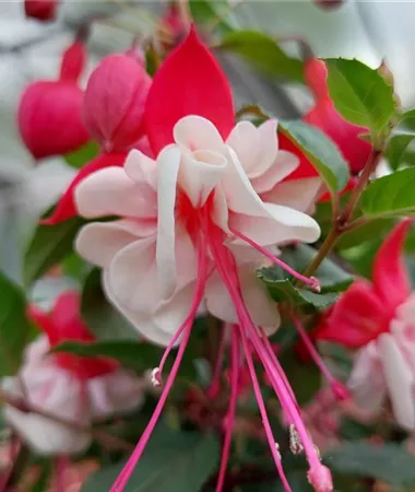 Fuchsia cultivars