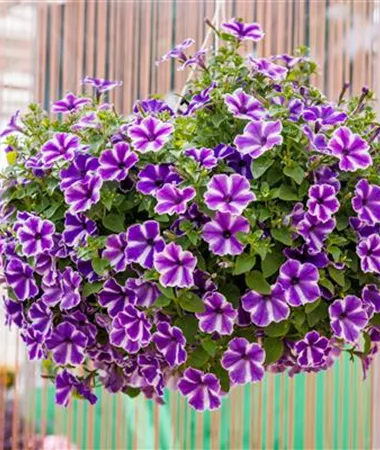 Petunia x atkinsiana