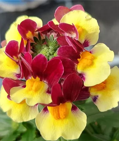 Nemesia x fruticans