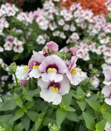 Nemesia x hybrida