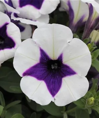 Petunia x atkinsiana