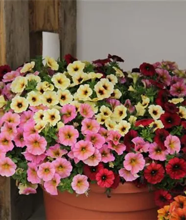 Petunia x atkinsiana