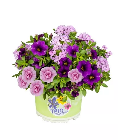 Verbena-Calibrachoa-Calibrachoa
