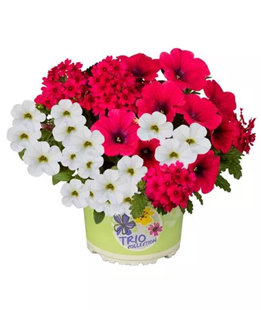 Calibrachoa-Verbena-Petunia