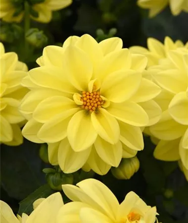 Dahlia x hortensis