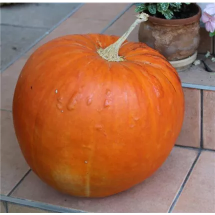 CU Big Max 421710 (2).JPG