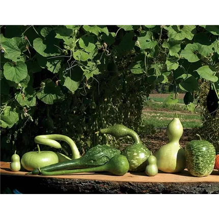 LAGE Kalebassen Mix 422330.jpg