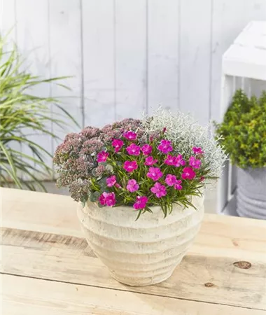 Calocephalus-Sedum-Dianthus