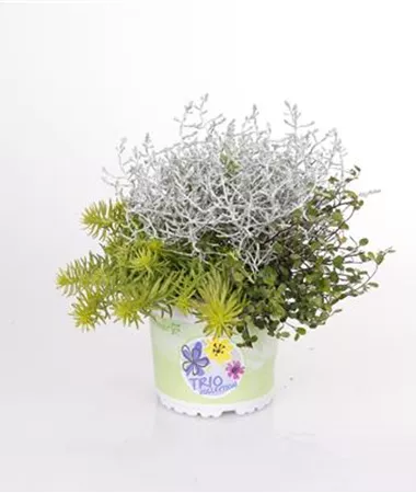 Sedum-Muehlenb.-Calo