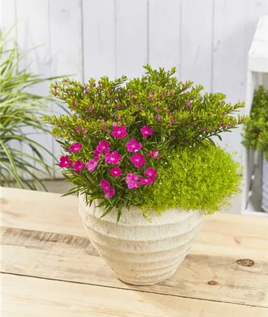 Sagina-Cuphea-Dianthus