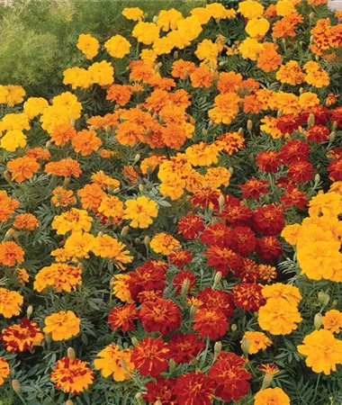 Tagetes x patula