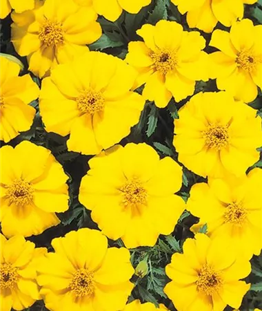 Tagetes x patula