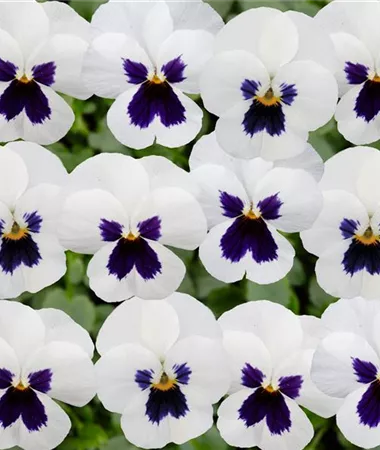 Viola x cornuta