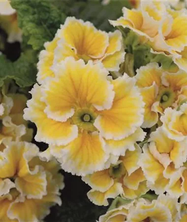 Primula vulgaris