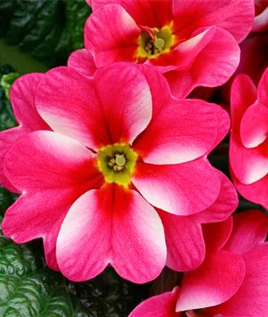 Primula vulgaris
