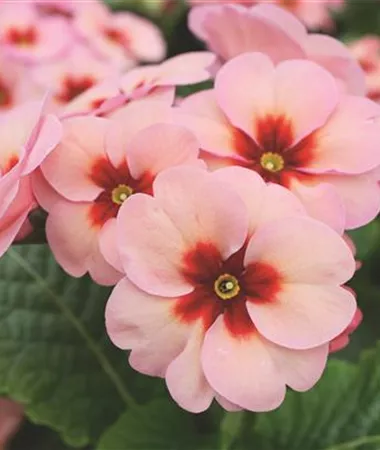 Primula elatior