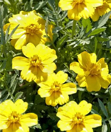 Tagetes x patula