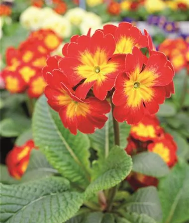 Primula elatior