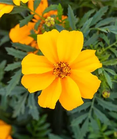 Tagetes x patula