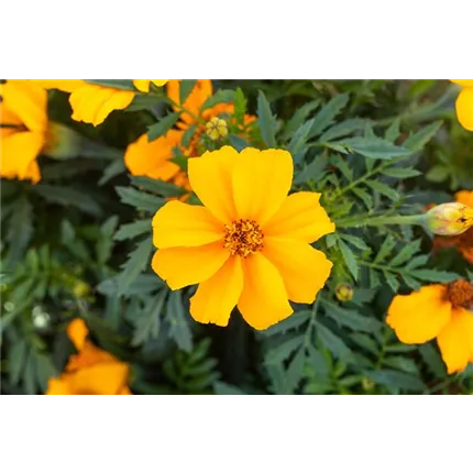 TAG_Disco_Golden Yellow_480105_GSSL4058__KATALOG.jpg