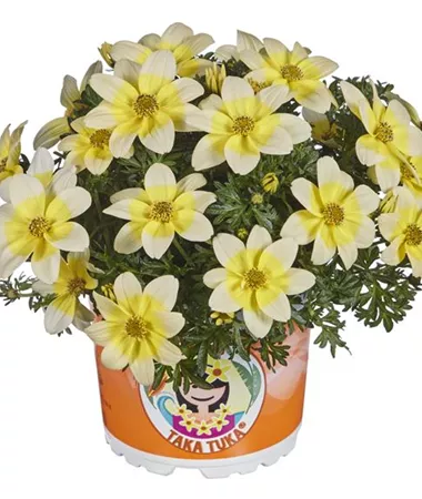 Bidens ferulifolia