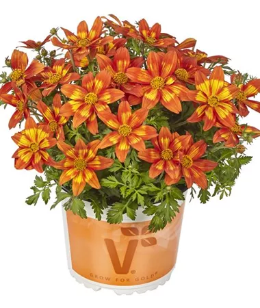 Bidens ferulifolia