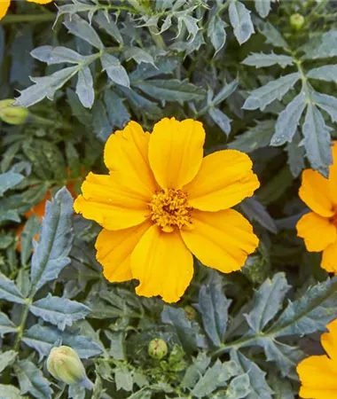 Tagetes x patula