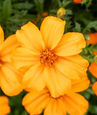 Tagetes x patula